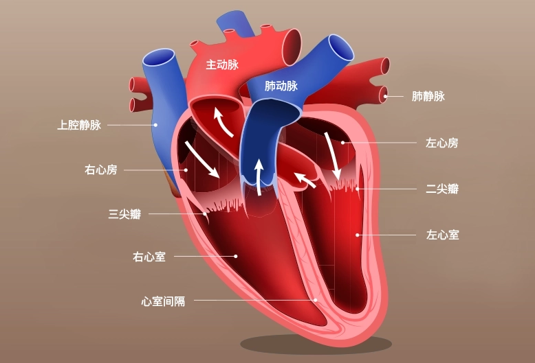 Know Your Heart